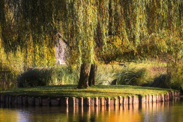 Płacz wilows nad rzeką — Zdjęcie stockowe