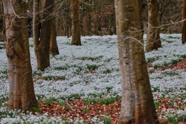 Güzel bahar kardelen çiçekleri
