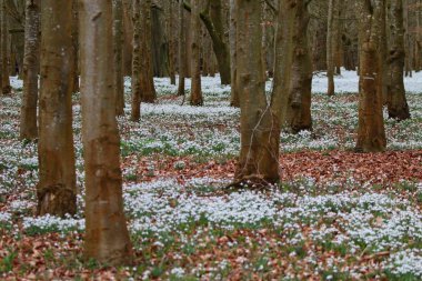 Güzel bahar kardelen çiçekleri
