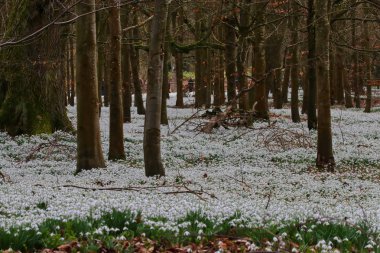 Güzel bahar kardelen çiçekleri