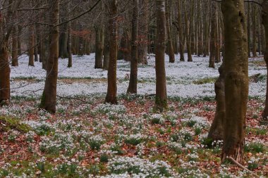 Güzel bahar kardelen çiçekleri