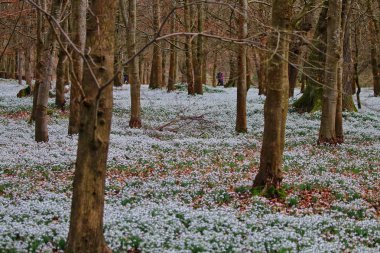 Güzel bahar kardelen çiçekleri