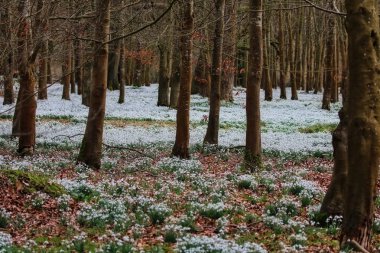 Güzel bahar kardelen çiçekleri