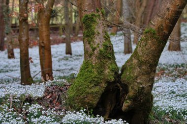 Güzel bahar kardelen çiçekleri
