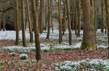 Güzel bahar kardelen çiçekleri