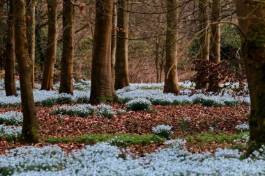 Güzel bahar kardelen çiçekleri