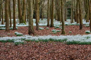 Güzel bahar kardelen çiçekleri