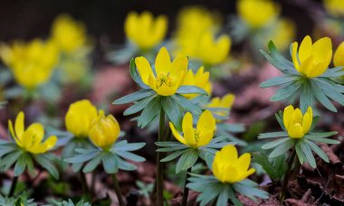 Bahar Aconites tam Bloom