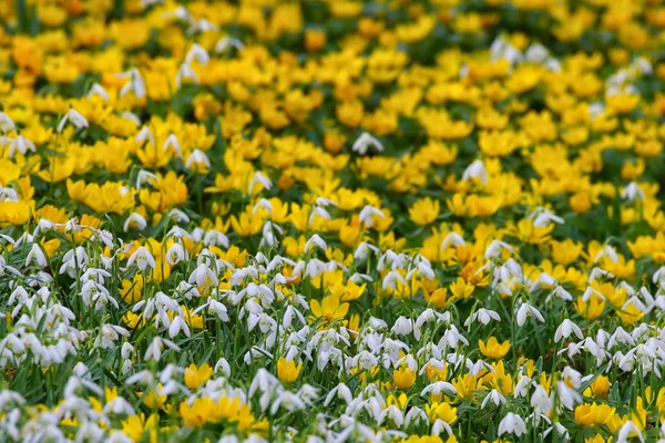 Primavera Aconites em plena floração — Fotografia de Stock