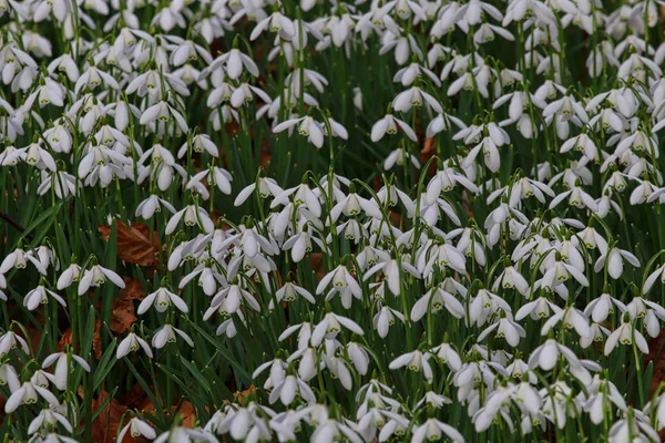 Flores bonitas da gota de neve da primavera — Fotografia de Stock