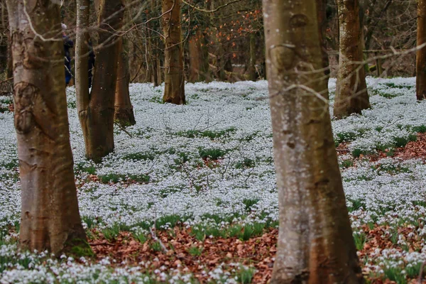 Schöner Frühling Schneeglöckchen Blumen — Stockfoto