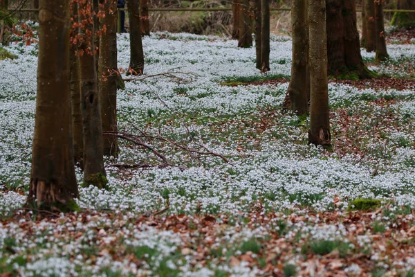 Schöner Frühling Schneeglöckchen Blumen — Stockfoto