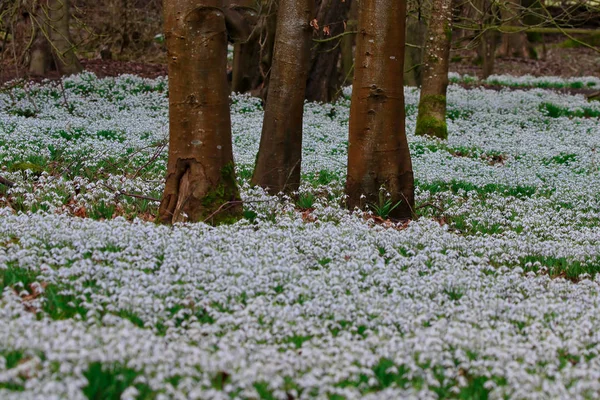 Flores bonitas da gota de neve da primavera — Fotografia de Stock