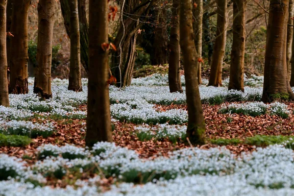 Schöner Frühling Schneeglöckchen Blumen — Stockfoto