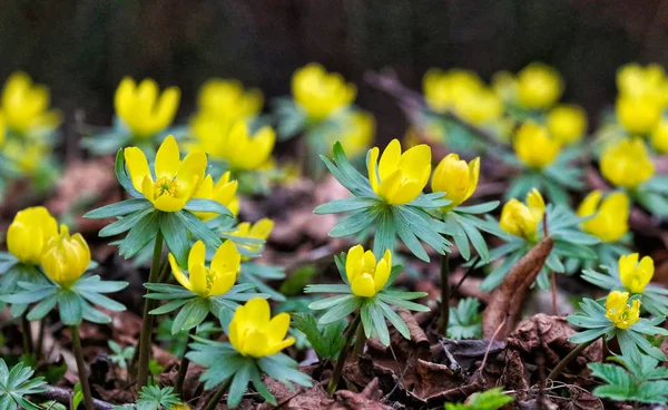 Bahar Aconites tam Bloom