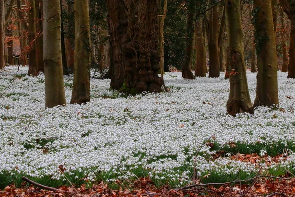 Hermosas flores de nieve de primavera Fotos De Stock Sin Royalties Gratis