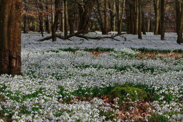 Hermosas flores de nieve de primavera Imagen De Stock