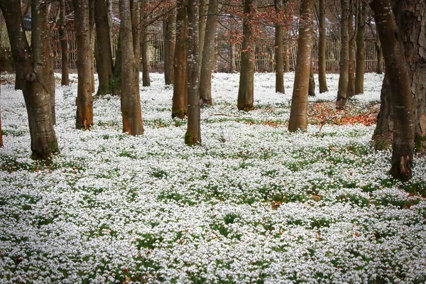 Hermosas flores de nieve de primavera Fotos De Stock