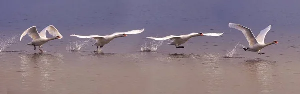 Sequência de um cisne decolando de um lago — Fotografia de Stock