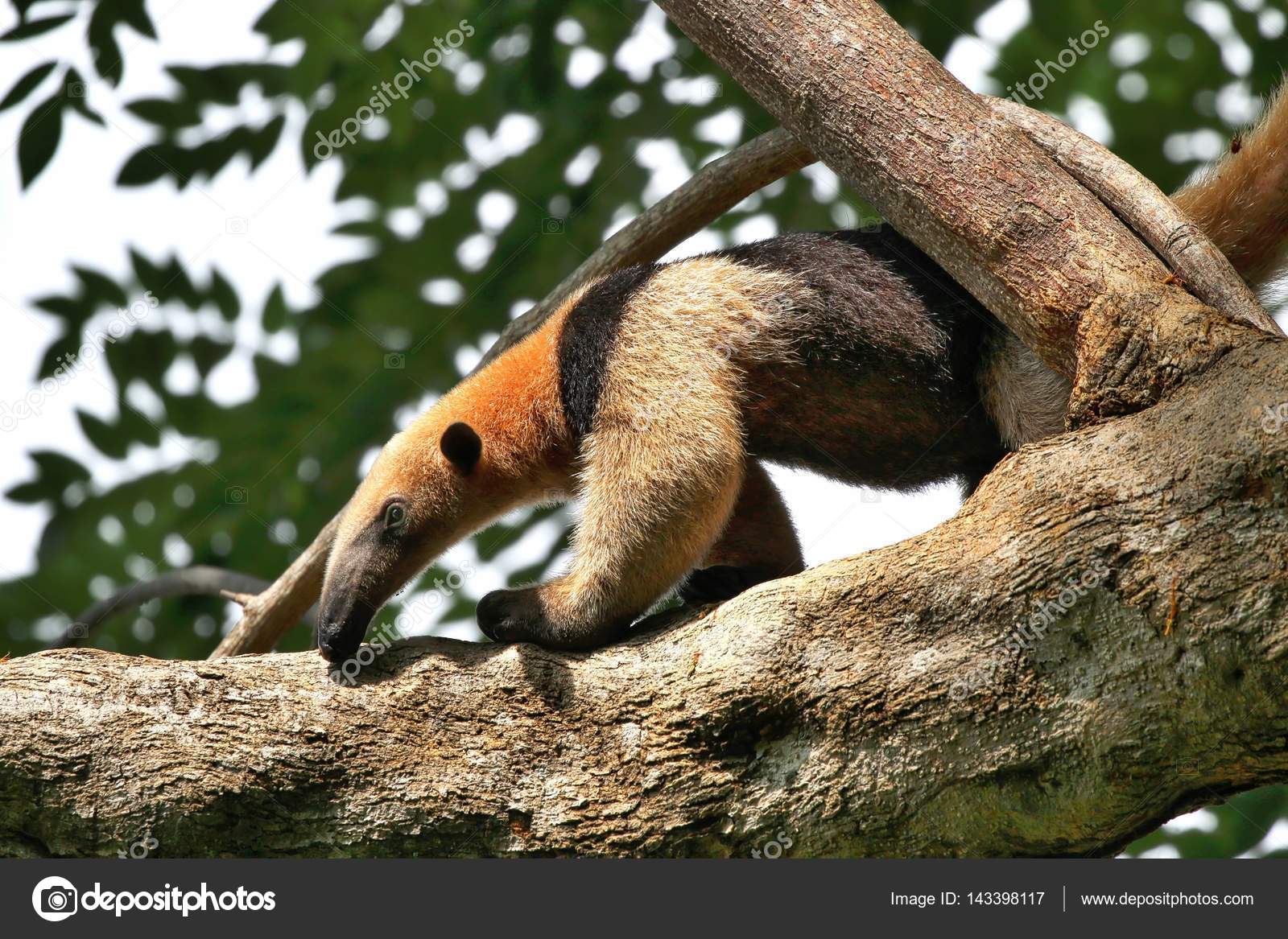 лев на дереве. сифака декен. животные на дереве. обитают на деревьях животные. коала эвкалиптовый мишка.