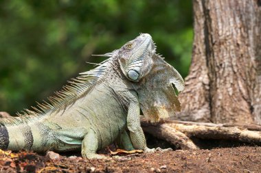 İguana yerde.