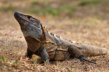 İguana yerde.