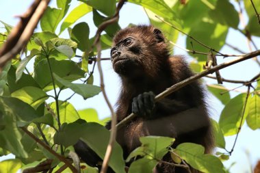 Howler Monkey in the trees clipart