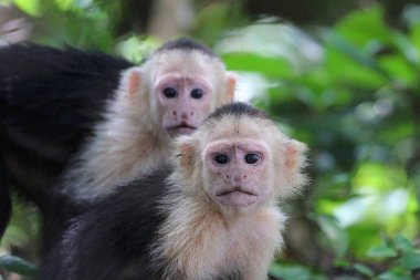 Beyaz yüzlü Capuchin maymunu Kosta Rika Cloudforest içinde