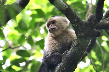 Beyaz yüzlü Capuchin maymunu Kosta Rika Cloudforest içinde