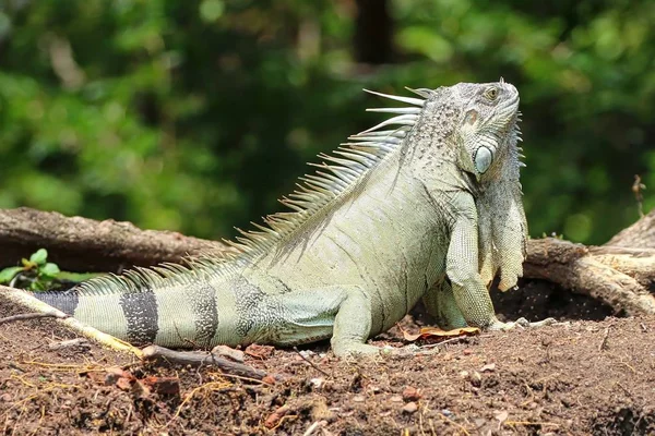 Leguaan op de grond — Stockfoto