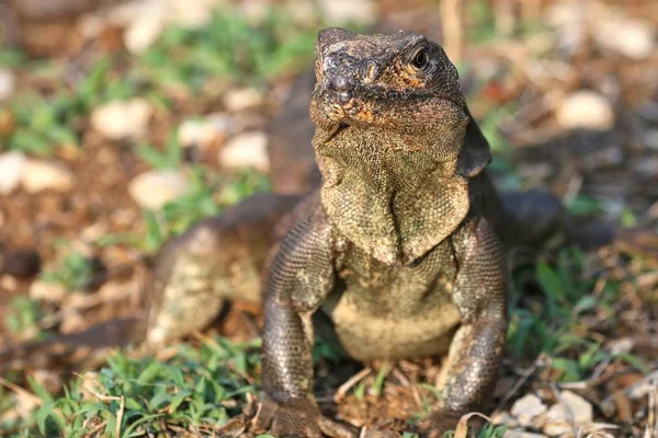 Leguaan op de grond — Stockfoto