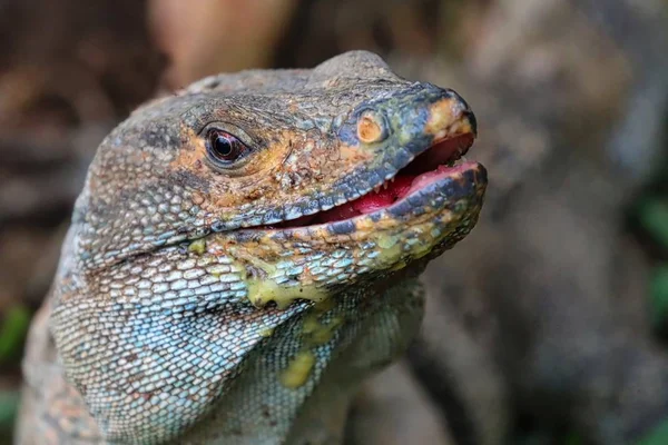 Iguana on the ground — Stock Photo, Image