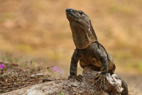 Leguaan op de grond — Stockfoto