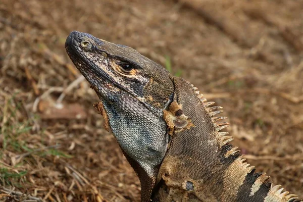 Iguane sur le sol — Photo