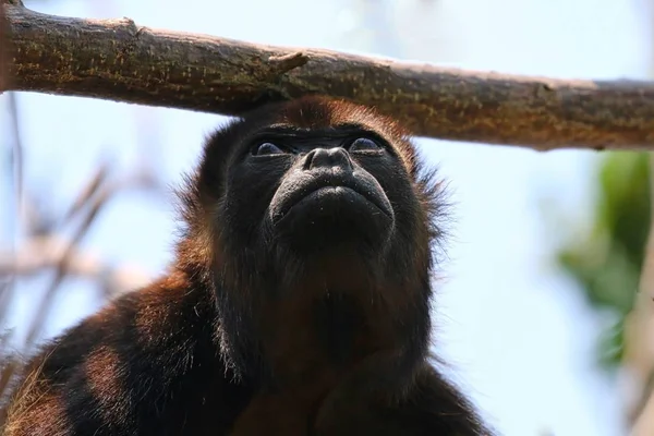 Howler Macaco nas árvores — Fotografia de Stock