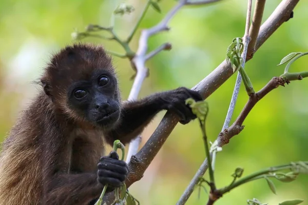 Mono aullador en los árboles — Foto de Stock