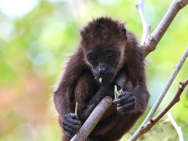 Mono aullador en los árboles — Foto de Stock