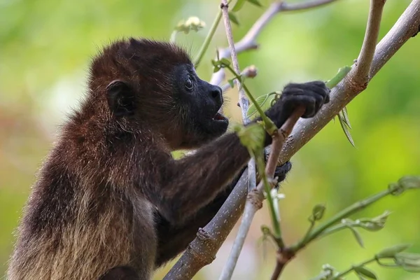 Brulaap aap in de bomen — Stockfoto