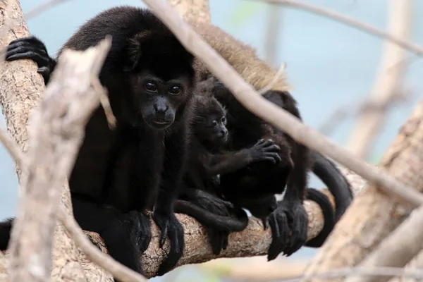 Howler Macaco nas árvores — Fotografia de Stock