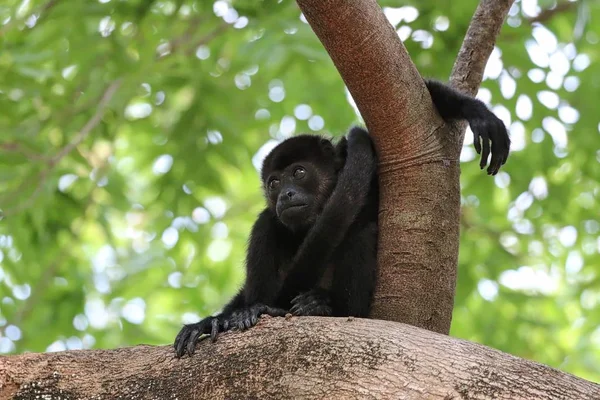 Brulaap aap in de bomen — Stockfoto