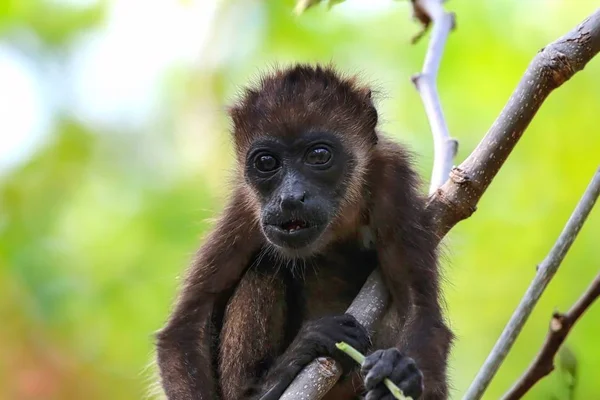 Howler Macaco nas árvores — Fotografia de Stock