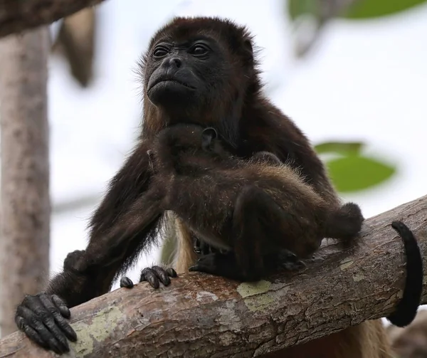 झाडांमध्ये हॉलर माकडी — स्टॉक फोटो, इमेज