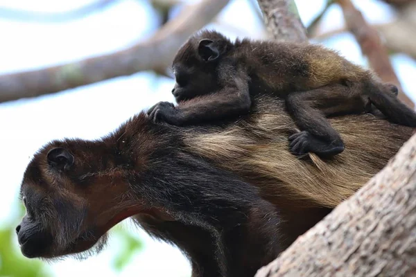 Brulaap aap in de bomen — Stockfoto