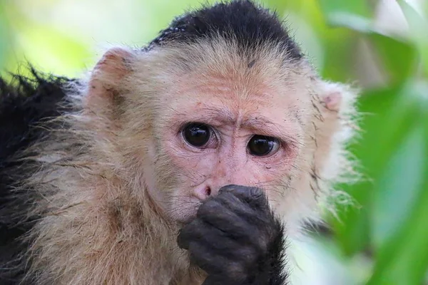 Mono Capuchino Frente Blanco en el Bosque Nuboso de Costa Rica — Foto de Stock