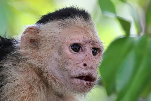 Mono Capuchino Frente Blanco en el Bosque Nuboso de Costa Rica — Foto de Stock