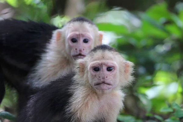 Bílé překližované Kapucín opice v Costa Rica Cloudforest — Stock fotografie