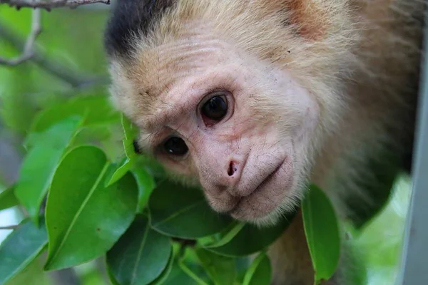 Bílé překližované Kapucín opice v Costa Rica Cloudforest — Stock fotografie