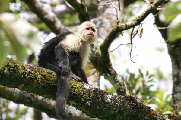 Macaco Capuchinho de Cara Branca na Floresta Nublada da Costa Rica — Fotografia de Stock