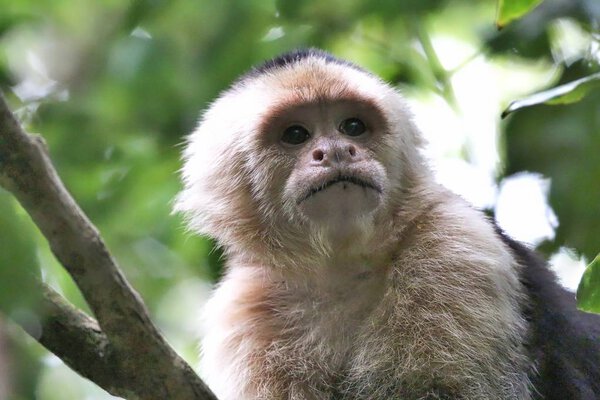 Белая обезьяна-капуцин в облачном лесу Коста-Рики
