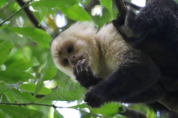 Bílé překližované Kapucín opice v Costa Rica Cloudforest — Stock fotografie